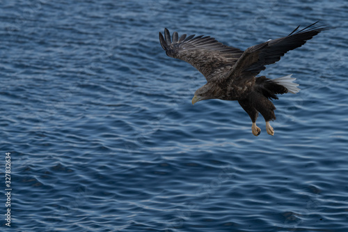 White Tailed Sea eagle over water