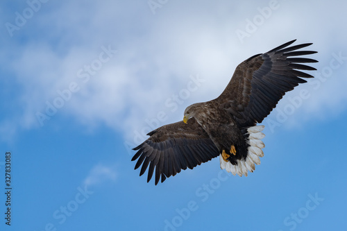 White Tailed Sea eagle about to dive © Mike