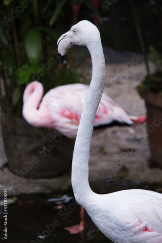 A group of flamingos