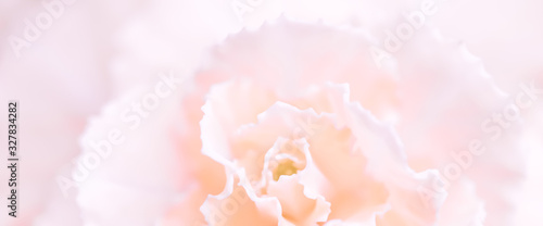 Fototapeta Naklejka Na Ścianę i Meble -  Abstract floral background, pale pink carnation flower. Macro flowers backdrop for holiday brand design