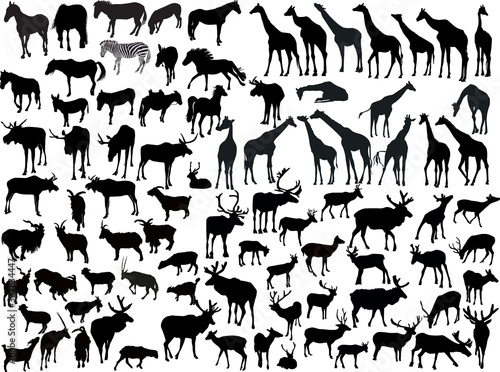 hoofed mammals collection isolated on white