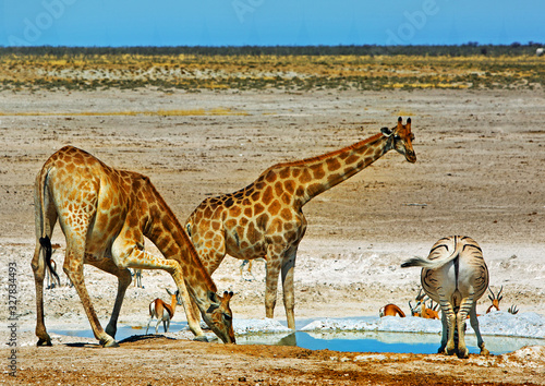 Two Giraffe at a waterhole, one with it's head down drinking. There is also a rearview of a zebra with it's head down Etosha National Park, Namibia