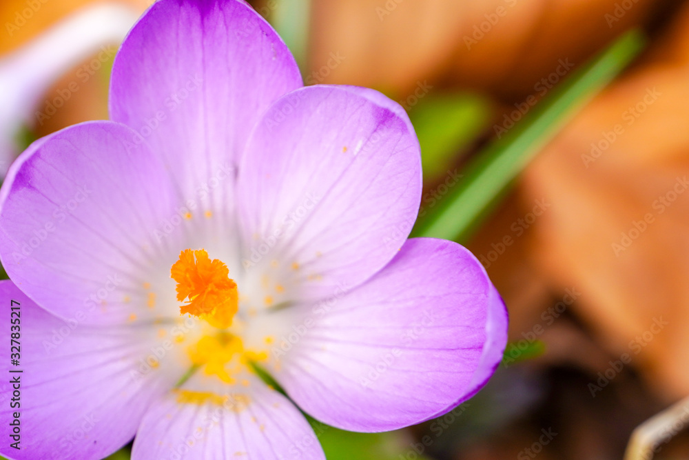 Close up of saffron flowers isolated