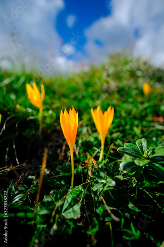 Crocus flavus in mountains near Mestia in Georgia