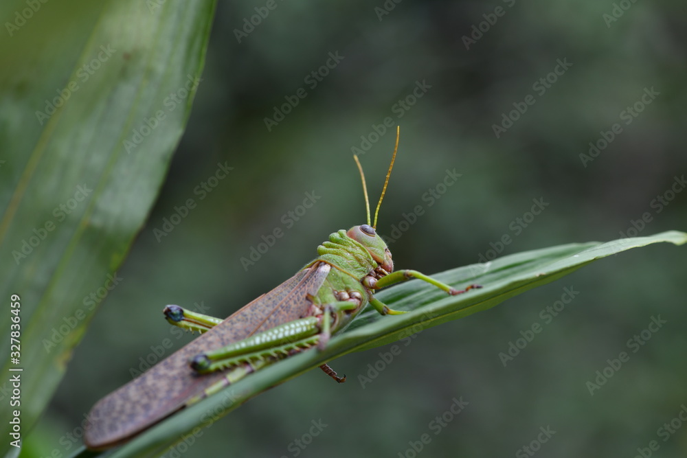 a large green grasshopper sits on a green leaf a large green grasshopper sits on a green leaf