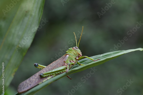 a large green grasshopper sits on a green leaf