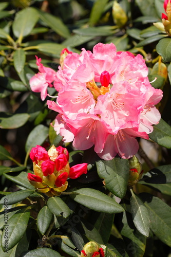 Rote Rhododendronbl  te  Close-Up  Deutschland