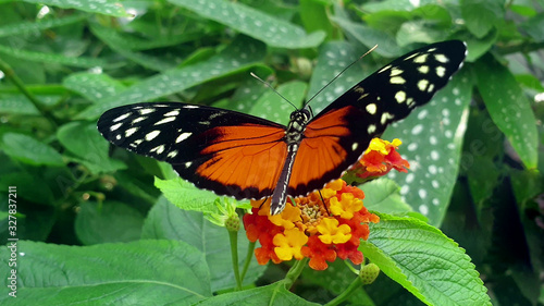 Closeup dorsal view of butterfly Heliconius hecale also known as tiger longwing