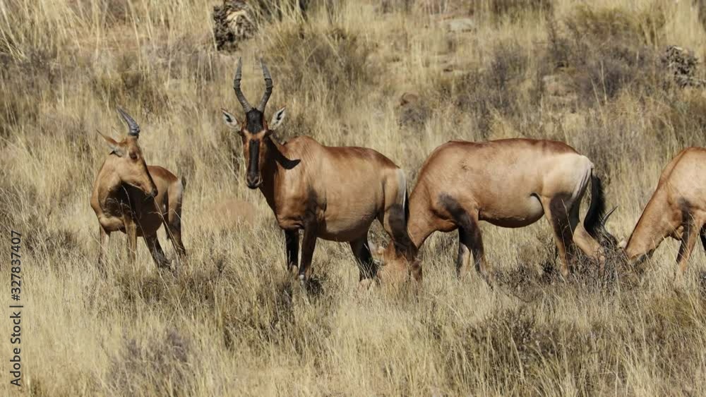 Red hartebeest antelopes (Alcelaphus buselaphus) grazing in natural habitat against a blue sky, South Africa Red hartebeest antelopes (Alcelaphus buselaphus) grazing in natural habitat against a blue sky, South Africa