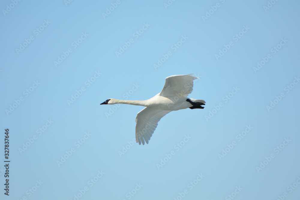 Trumpeter Swan in flight Trumpeter Swan in flight