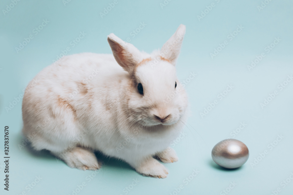 White rabbit with silver easter egg on a blue background.