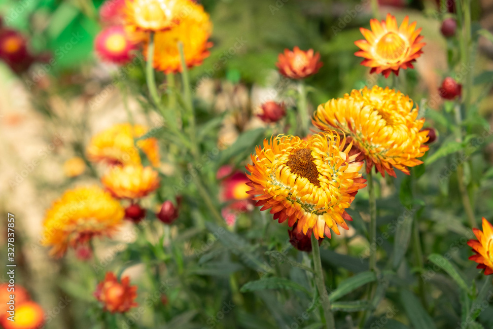 Paper daisy o rStraw flower or Everlasting in garden.Flowers like the cold and colorful. Paper daisy o rStraw flower or Everlasting in garden.Flowers like the cold and colorful.