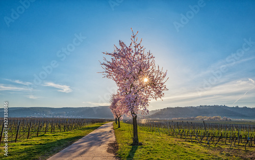 blooming almond trees in palatinate photo