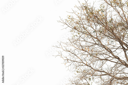 Wallpaper Mural Dry twig on the tree in isolated white background. Torontodigital.ca