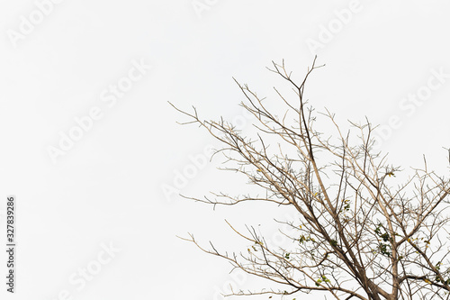 Dry twig on the tree in isolated white background.