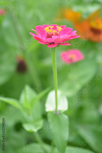 Pink Zinnia flower