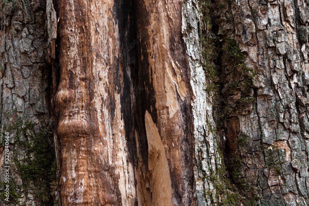 Tree bark with green moss background. Nature texture. Tree bark with green moss background. Nature texture.
