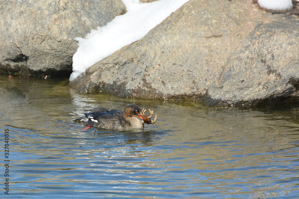 Fototapeta premium Common Merganser with crawfish