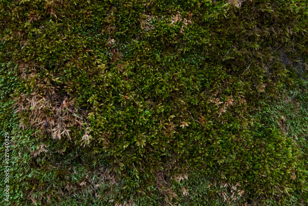 The green moss background on the wood. Nature texture. The green moss background on the wood. Nature texture.