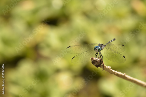 dragonfly parked on a branch, side view