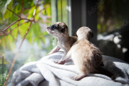 The meerkat or suricate cub, 3 weeks old