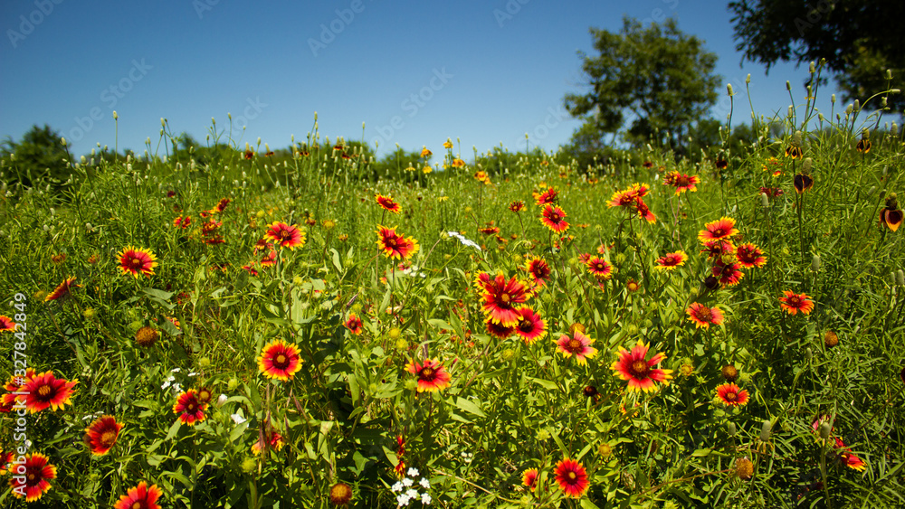 Green field filled with red and yellow mixed Gaillardia pulchella flowers, also known as  blanket flower or fire wheel. Selective focus. Colorful red flowers in field. Panorama photo.