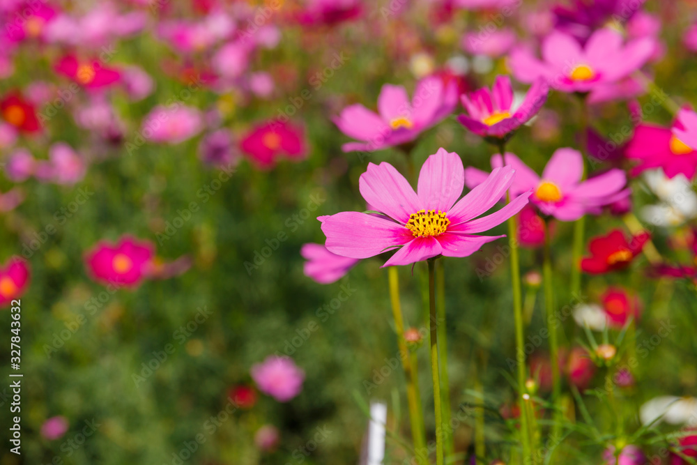 Beautiful cosmos flower field in sunny.