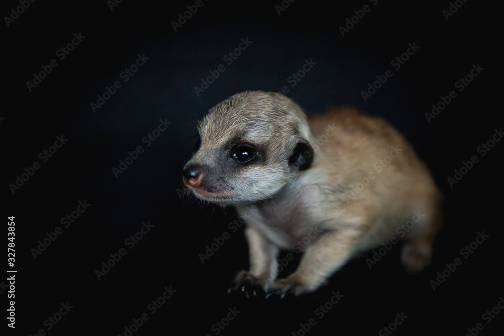 Fototapeta premium The meerkat or suricate cub on black