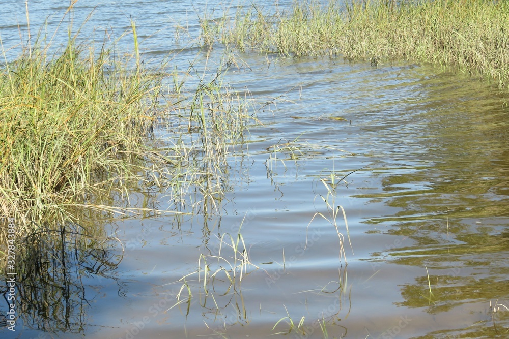 River water surface with plants in Florida nature River water surface with plants in Florida nature