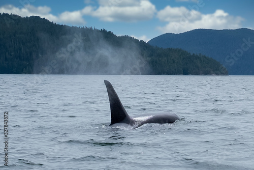 Killer whale in Tofino mountains in background, view from boat on a killer whale