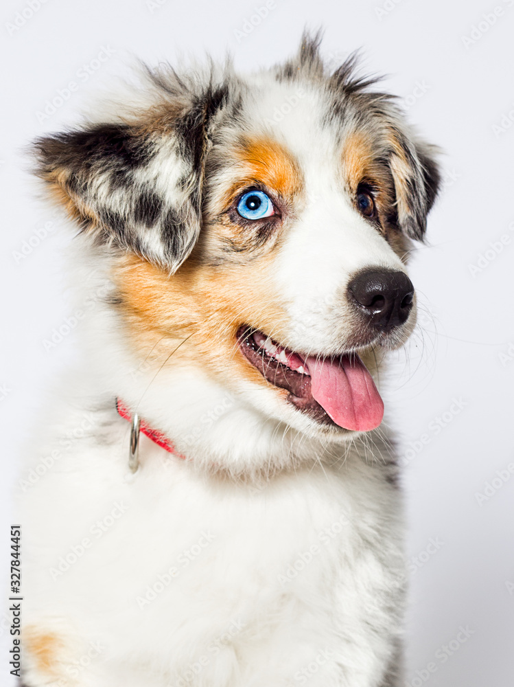 blue-eyed merle puppy, australian shepherd dog looks at a white background blue-eyed merle puppy, australian shepherd dog looks at a white background