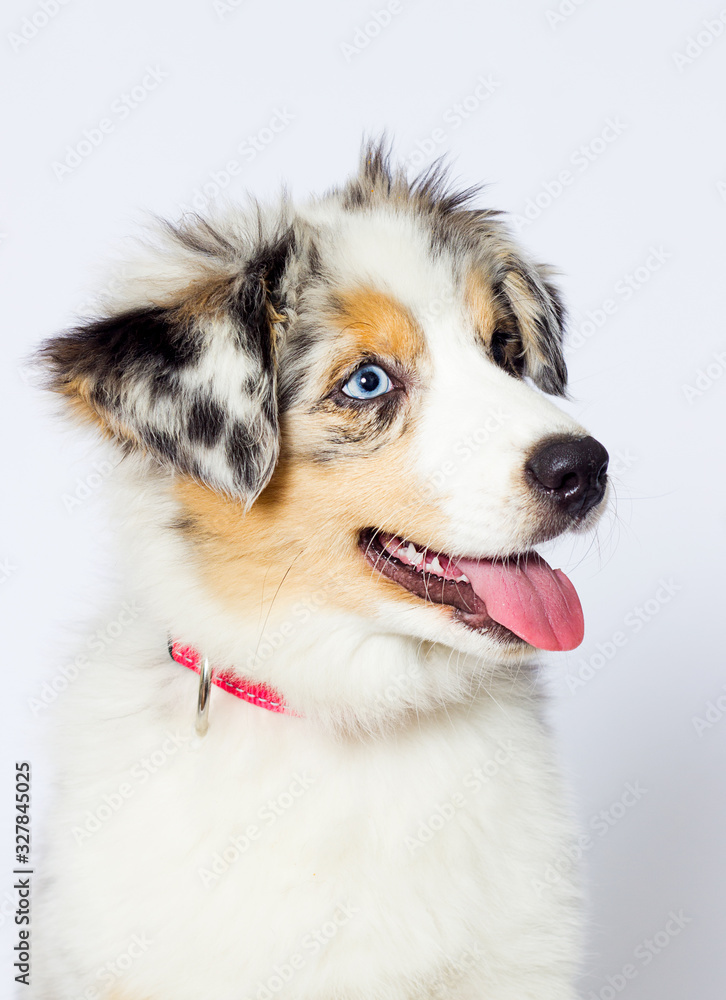 blue-eyed merle puppy, australian shepherd dog looks at a white background blue-eyed merle puppy, australian shepherd dog looks at a white background
