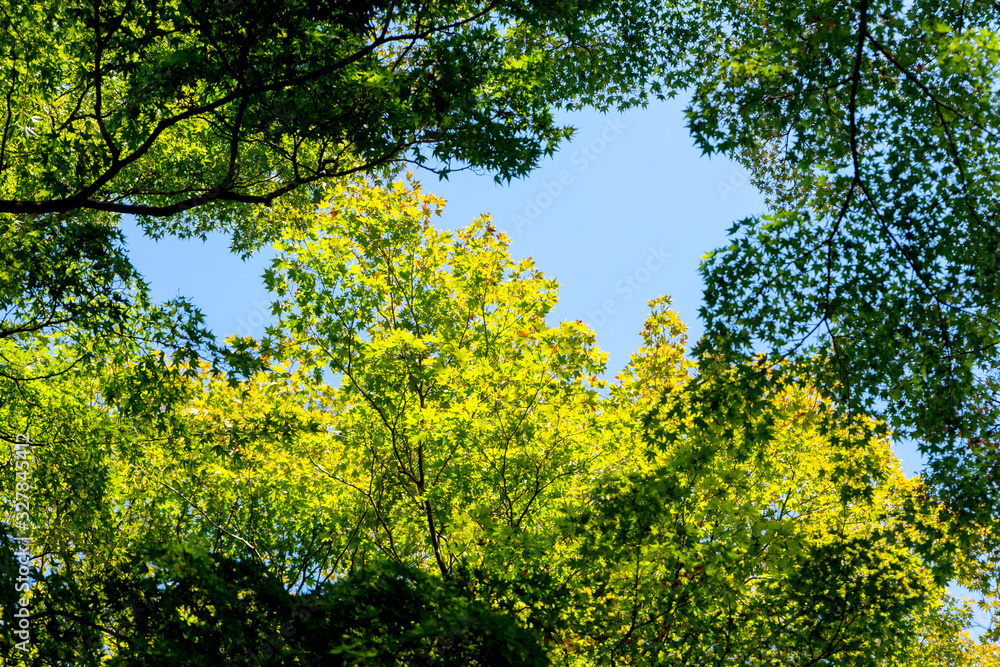 autumn in Kyoto Japan ,twigs green and yellow autumn in Kyoto Japan ,twigs green and yellow