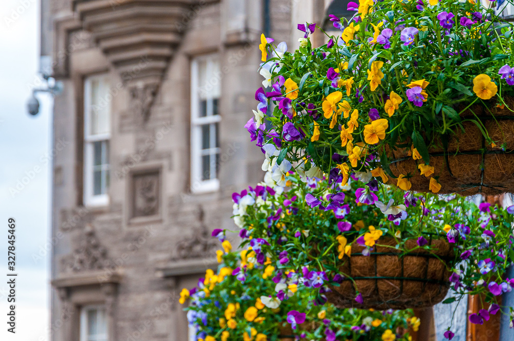 Detail of colorful flowers with house wall blurred background, Edinburgh, Scotland. Concept: famous Scottish landmarks