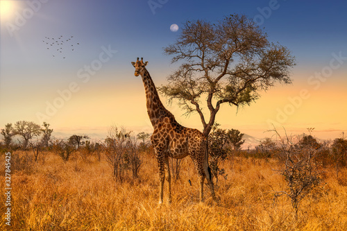 Photography Giraffe in Sunset in Kruger National Park, South Africa