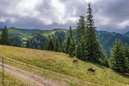 Cows on a meadow in Borsa ski resort town in Rodna Mountains in Maramures region of Romania