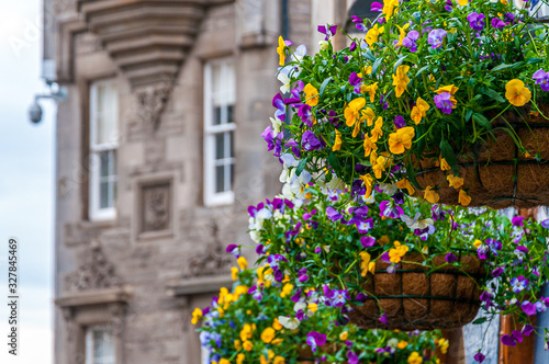 Detail of colorful flowers with house wall blurred background, Edinburgh, Scotland. Concept: famous Scottish landmarks © Gianluca