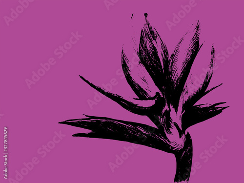 Bird of paradise (Strelitzia reginae) flower isolated on pink background. Hand drawn botanical illustration, exotic tropical plant. Graphic style design element. For greeting card, invitation, print.