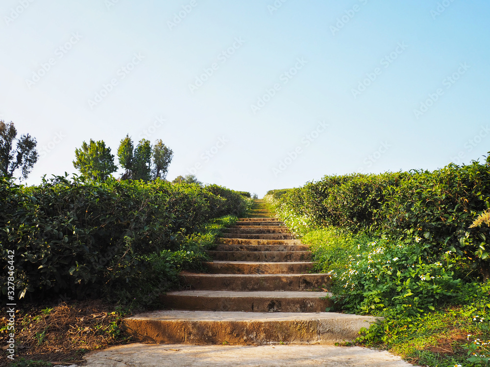  step stair up to the tea plantation on the mountain