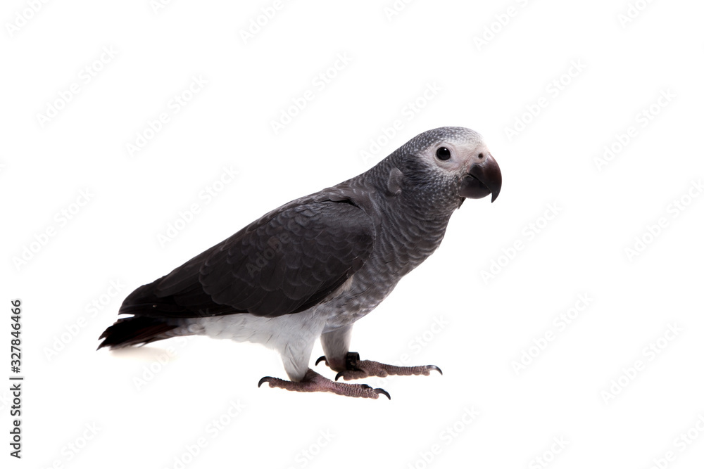 Timneh African Grey Parrot isolated on white Timneh African Grey Parrot isolated on white