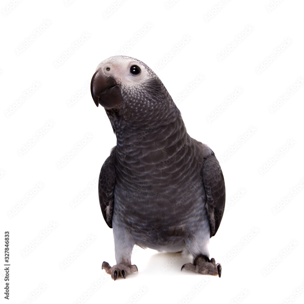 Fototapeta premium Timneh African Grey Parrot isolated on white