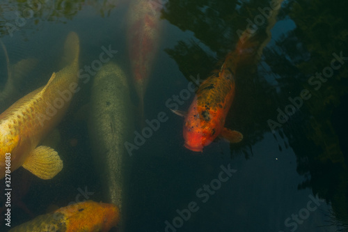 Carp koi fish in a pond