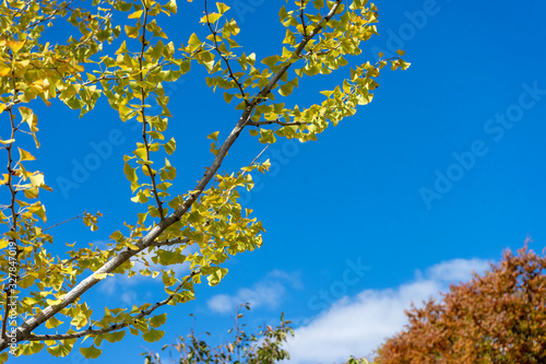 Yellow ginkgo leaf on the blue sky for  background