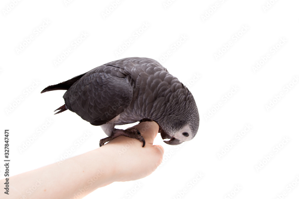 Fototapeta premium Timneh African Grey Parrot isolated on white