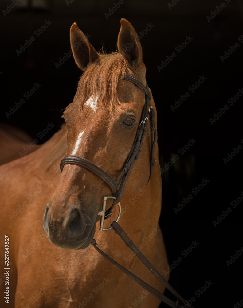 Obraz premium Chestnut Thoroughbred Horse Portrait