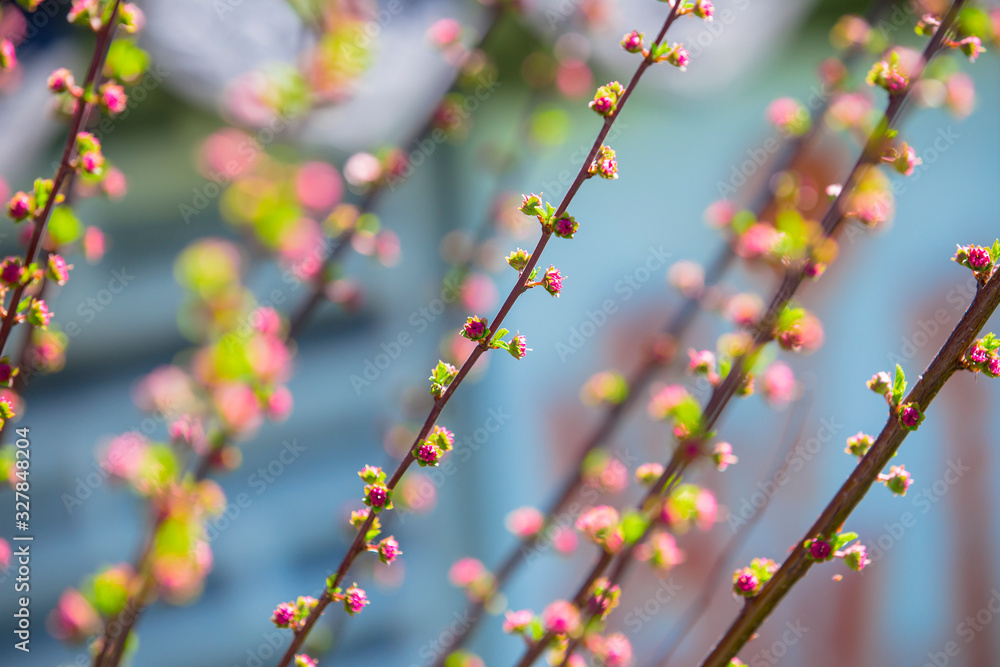 Sakura beautiful blooms buds flowering Japanese cherry. Sakura beautiful blooms buds flowering Japanese cherry.