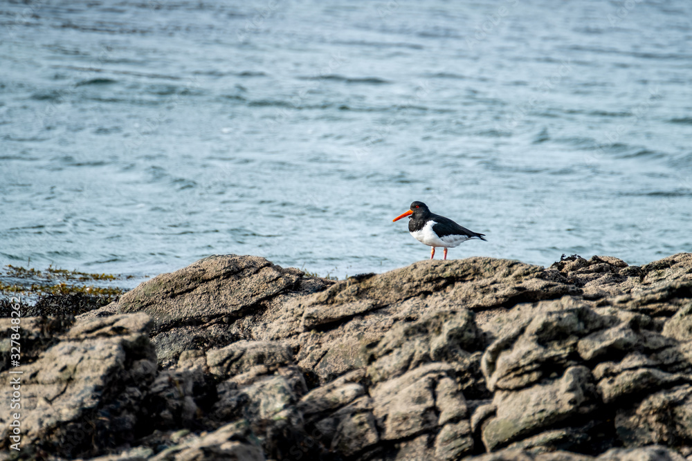 Oyster Catchers standing on rocks in County Donegal - Ireland Oyster Catchers standing on rocks in County Donegal - Ireland
