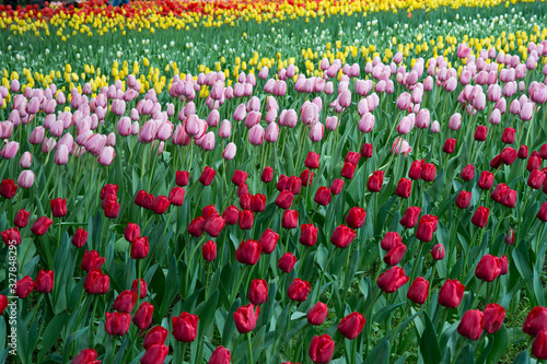 Wallpaper Mural 横浜公園 チューリップ Torontodigital.ca