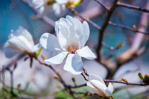Big delicate white magnolia flower blossom on tree branch in spring day
