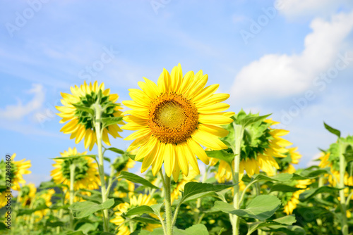 Sunflower in Sayo-cho3